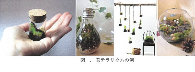 苔テラリウム画像.png